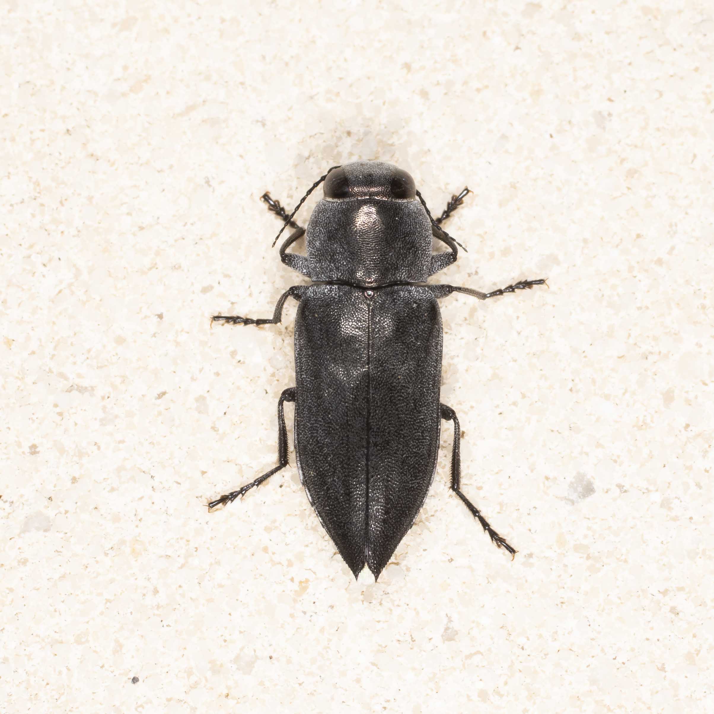 Buprestidae: Melanophila acuminata?